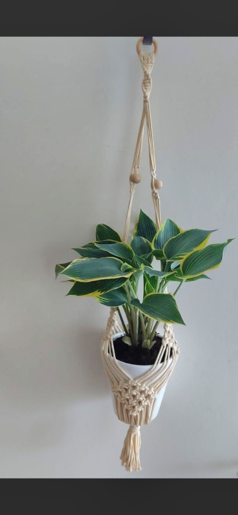 Cream Plant Hanger