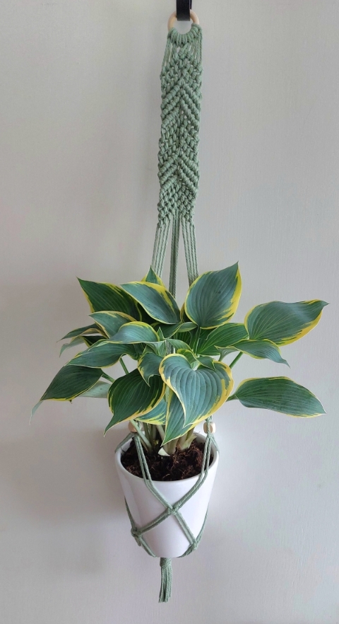 Green Plant Hanger